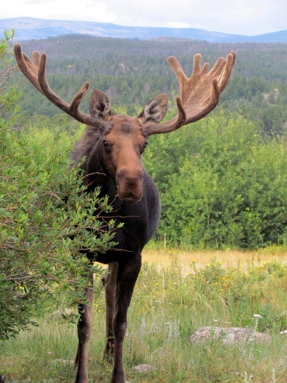 Sand Green Golf Course new listing Red Feather Lakes C